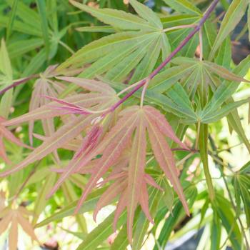 Visuel 1 du produit Erable du Japon (ACER PALMATUM SCOLOPENDRIFOLIUM ) Le pot de 30 litres