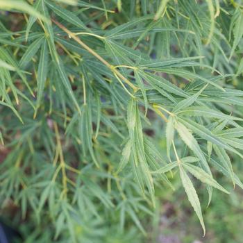 Visuel 1 du produit Erable du Japon (ACER PALMATUM SCOLOPENDRIFOLIUM ) Le pot de 30 litres