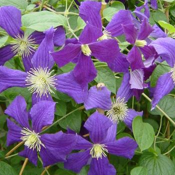 Visuel 1 du produit CLEMATITE VITICELLA ETOILE VIOLETTE. Le pot de 3 litres