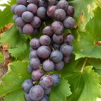 Visuel 1 du produit Vigne Cardinal. Le pot de 2 litres