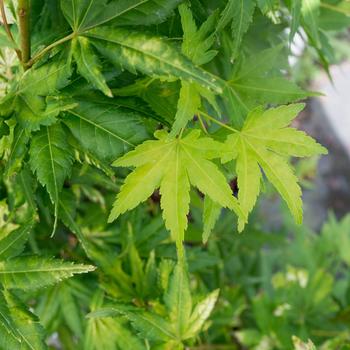 Visuel 1 du produit Acer Palmatum ou Érable du Japon Katsura orange 30/40. Le pot de 3 litres