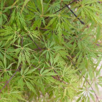 Visuel 1 du produit Érable du Japon Acer Palmatum disectum flavescens. Le pot de 3 litres