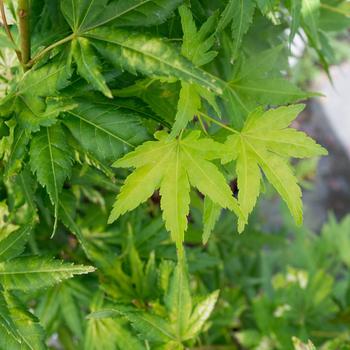 Visuel 1 du produit Acer Palmatum Katsura (érable du Japon) en pot de 15 L orange