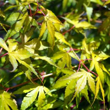 Visuel 1 du produit Acer Palmatum Katsura (érable du Japon) en pot de 30 L orange
