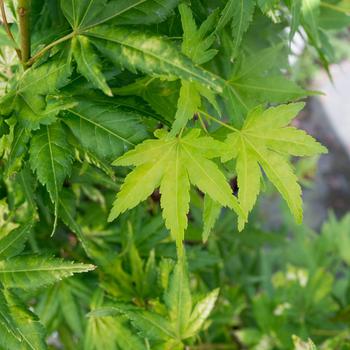 Visuel 1 du produit Acer Palmatum Katsura (érable du Japon) en pot de 30 L orange