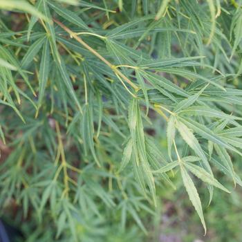 Visuel 1 du produit Erable du Japon (Acer Palmatum) Scolopendrifolium. Le pot de 80 litres