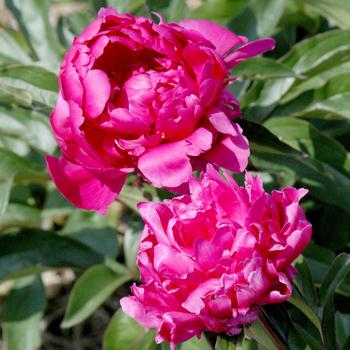 Visuel 1 du produit Pivoine Victoire de la Marne - Le pot de 2 litres