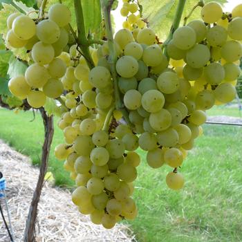 Visuel 1 du produit Vigne Muscat Blanc Bristaler Bio. Le pot de 5 litres