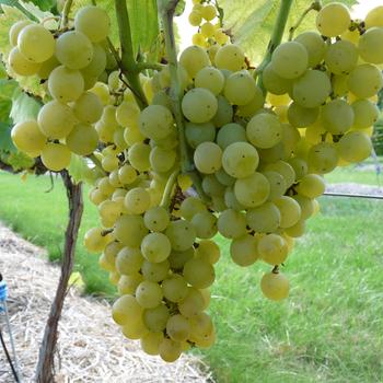 Visuel 1 du produit Vigne Muscat Blanc Bio. Le pot de 5 litres