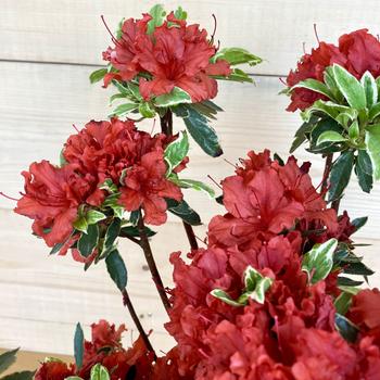 Visuel 1 du produit Azalée japonaise Hot Shot Variegata coloris rouge. Le pot de 5 litres.