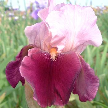 Visuel 1 du produit Iris des jardins Camelot rose - Le pot de 1 litre