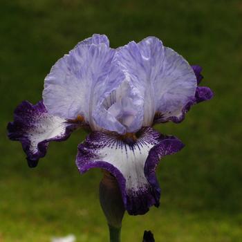 Visuel 1 du produit Iris des jardins Everything Plus - Le pot de 1 litre