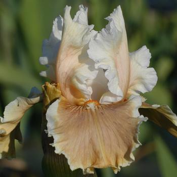 Visuel 1 du produit Iris des jardins Fondation Van Gogh - Le pot de 1 litre
