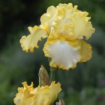Visuel 1 du produit Iris des jardins Genesis - Le pot de 1 litre