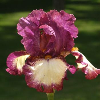 Visuel 1 du produit Iris des jardins I've Got Rhythm - Le pot de 1 litre