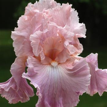 Visuel 1 du produit Iris des jardins Pond Lily - Le pot de 1 litre