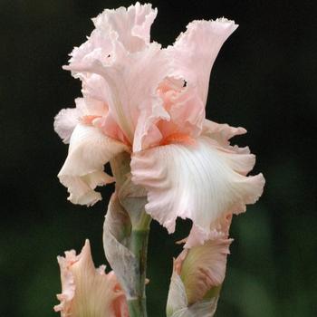 Visuel 1 du produit Iris des jardins Alice Goodman - Le pot de 2 litres
