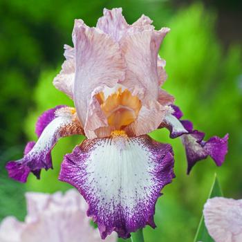 Visuel 1 du produit Iris des jardins Change of Pace - Le pot de 2 litres