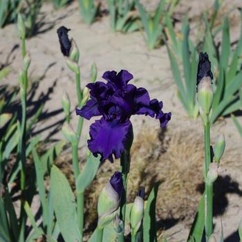Visuel 1 du produit Iris des jardins Dusky Challenger - Le pot de 2 litres