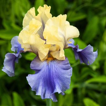 Visuel 1 du produit Iris des jardins Edith Wolford - Le pot de 2 litres