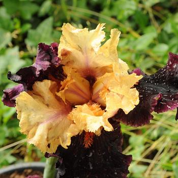 Visuel 2 du produit Iris des jardins Ocelot - Le pot de 2 litres
