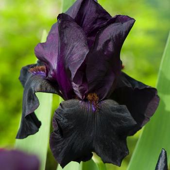 Visuel 1 du produit Iris des jardins Old Black Magic - Le pot de 2 litres