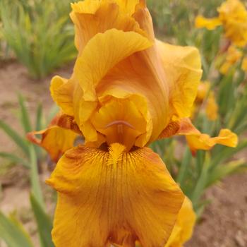 Visuel 1 du produit Iris des jardins Orange Gem - Le pot de 2 litres