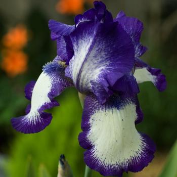 Visuel 1 du produit Iris des jardins Stepping Out - Le pot de 2 litres
