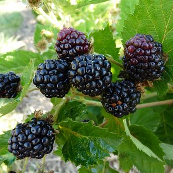 Visuel 1 du produit Mure 'Montblanc' Bio. Le pot de 2 litres