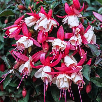 Visuel 1 du produit Fuchsia ‘Frau Alice Hoffman’ - Le pot de 2 litres