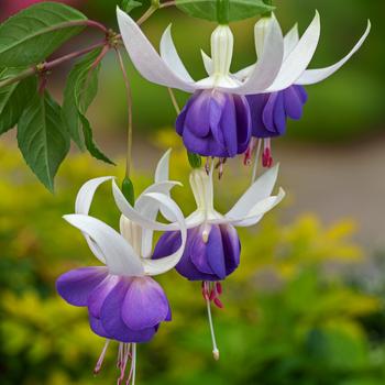 Visuel 1 du produit Fuchsia ‘Delta’s Sara’ - Le pot de 2 litres
