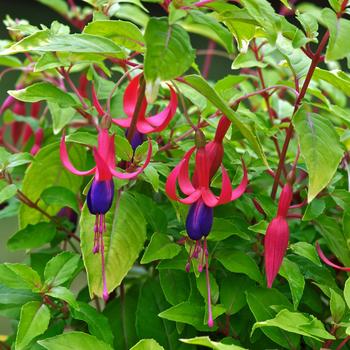 Visuel 1 du produit Fuchsia ‘Genii’ - Le pot de 2 litres