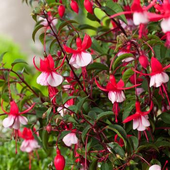 Visuel 1 du produit Fuchsia ‘Madame Cornelissen’ - Le pot de 2 litres