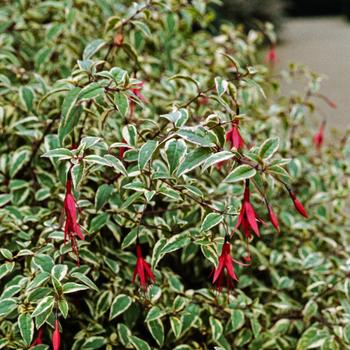 Visuel 1 du produit Fuchsia panaché - Le pot de 2 litres