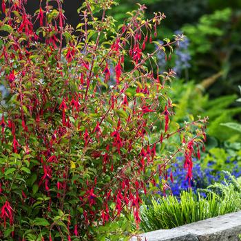 Visuel 1 du produit Fuchsia ‘Riccartonii’ - Le pot de 2 litres