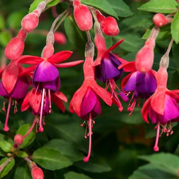 Visuel 1 du produit Fuchsia ‘Tom Thumb’ - Le pot de 2 litres
