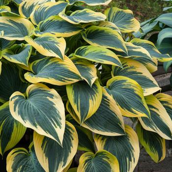 Visuel 1 du produit Hosta First Frost vert botanic®. Le pot de 2 litres
