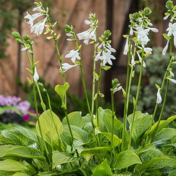 Visuel 1 du produit Hosta Royal Standard vert botanic®. Le pot de 2 litres