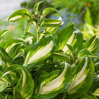 Visuel 1 du produit Hosta Undulata Mediovariegata vert botanic®. Le pot de 2 litres