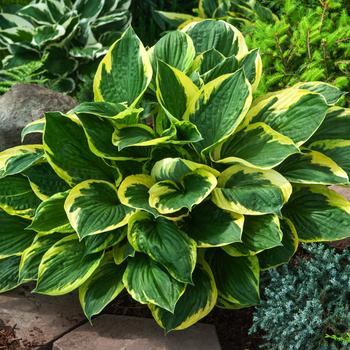 Visuel 1 du produit Hosta Twilight vert botanic®. Le pot de 2 litres