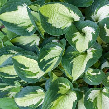 Visuel 1 du produit Hosta Whirlwind vert botanic®. Le pot de 2 litres