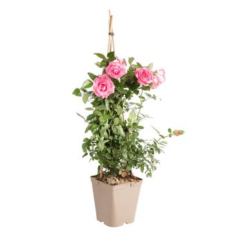 Visuel 1 du produit Rosier grimpant. Le pot de 9 litres