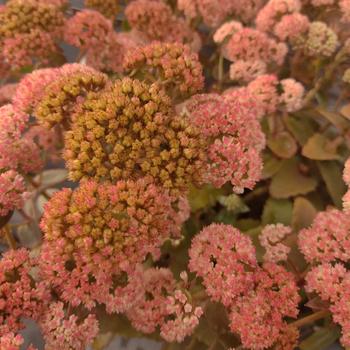 Visuel 1 du produit Sédum ‘Coraljade’ - Le pot de 2 litres