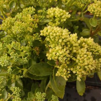 Visuel 1 du produit Sédum ‘Lemonjade’ - Le pot de 2 litres