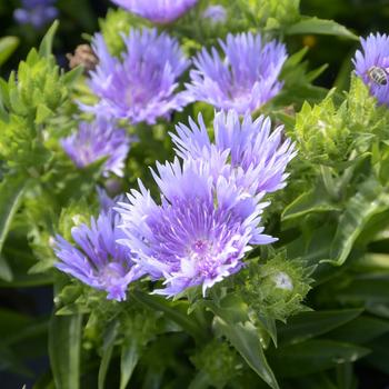 Visuel 1 du produit Stokesia ‘Mels’ - Le pot de 2 litres