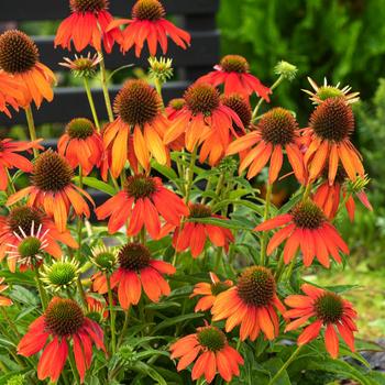 Visuel 1 du produit Echinacea ARTISAN SOFT ORANGE - Le pot de 2 litres