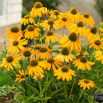Visuel 1 du produit Echinacea ARTISAN YELLOW OMBRE - Le pot de 2 litres