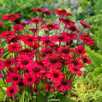 Visuel 1 du produit Echinacea PANAMA RED - Le pot de 2 litres