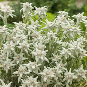 Visuel 1 du produit Edelweiss de L’Abbé Soulié ‘Alpina White’ - Le pot de 2 litres
