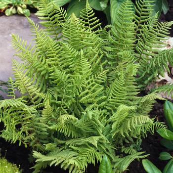 Visuel 1 du produit Fougère Athyrium filix-femina - Le pot de 2 litres